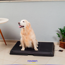 Intelligente Haustiertoilette