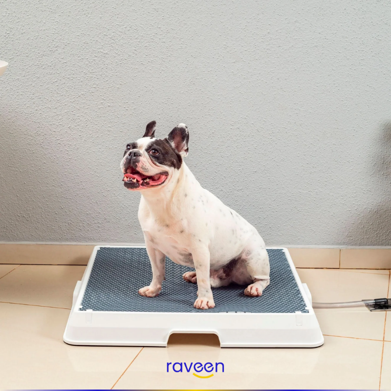 Intelligente Haustiertoilette