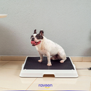 Intelligente Haustiertoilette