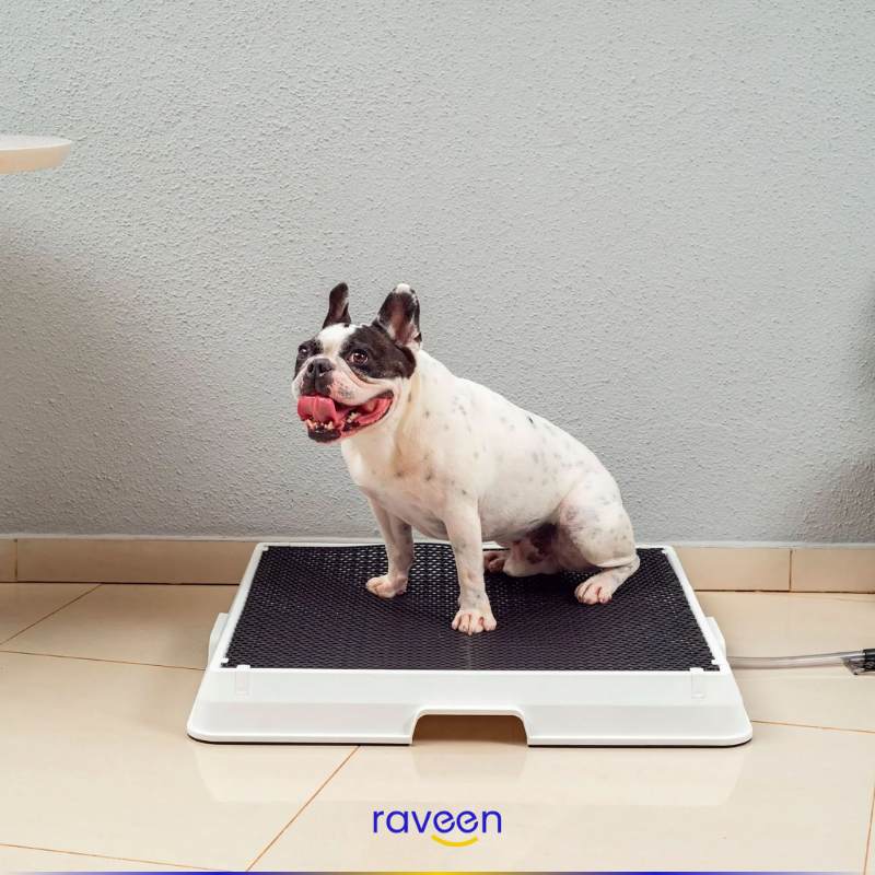 Intelligente Haustiertoilette