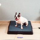 Intelligente Haustiertoilette