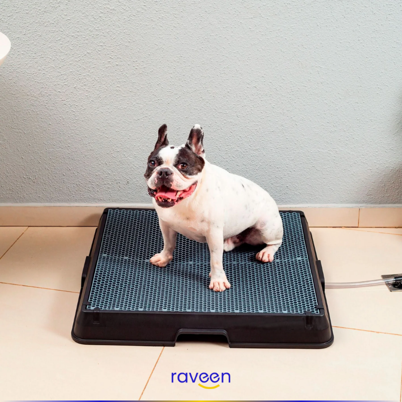 Intelligente Haustiertoilette