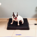 Intelligente Haustiertoilette