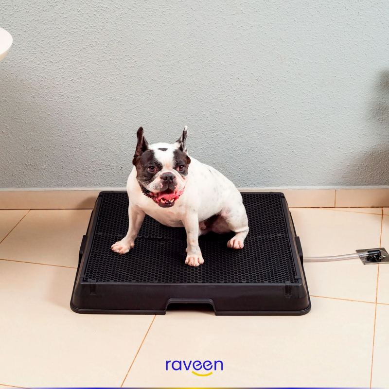 Intelligente Haustiertoilette